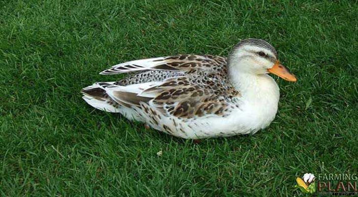 Silver Appleyard Duck: Raising Ducks