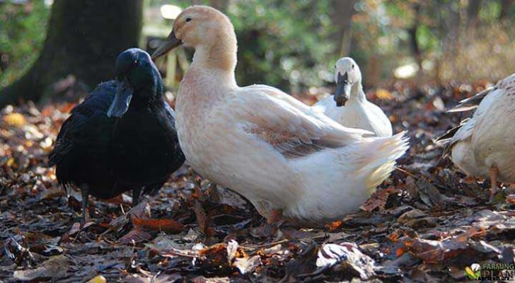 Golden Cascade Duck: Fast-Growing Ducks