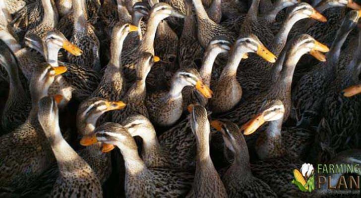 Alabio Duck: Local Indonesian Breed