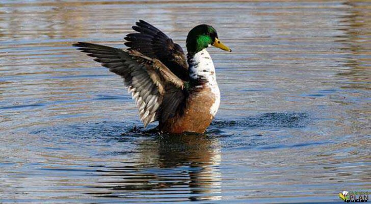 Duclair Duck: A Rare Breed