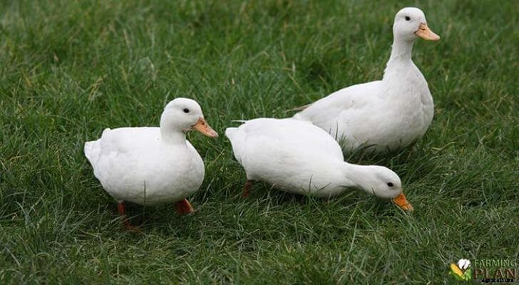 Call Duck: Decorative and Pet Breed