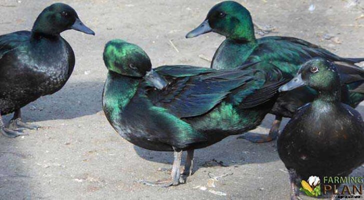 East Indie Duck: Bantam Breed of Domestic Duck