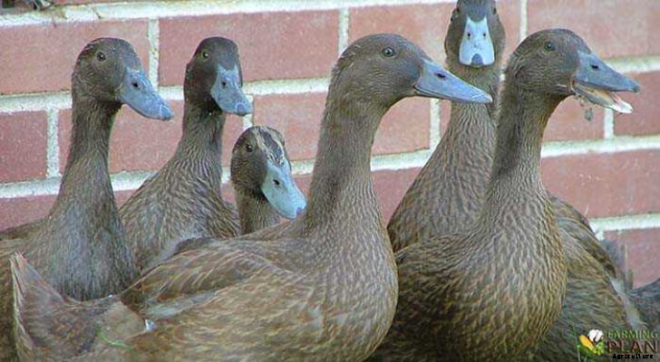 Khaki Campbell Duck: Rise of the Khakis