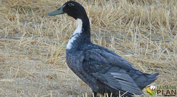 Swedish Blue Duck: A Breed of Domestic Duck