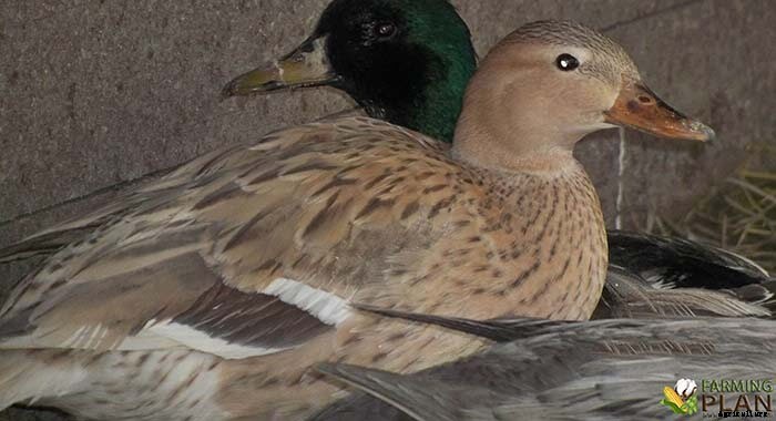 Mallard Duck: The Easiest Bird to Identify