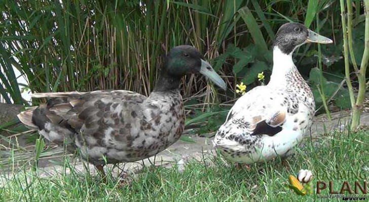 Hook Bill Duck: A Race of Domestic Ducks