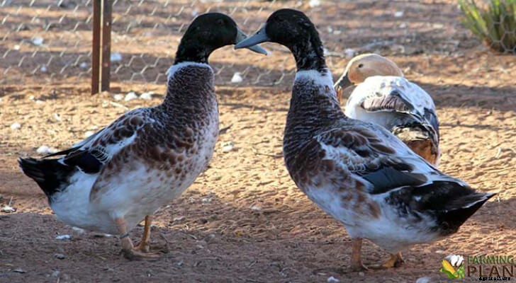 Abacot Ranger Duck: Interesting Duck Facts