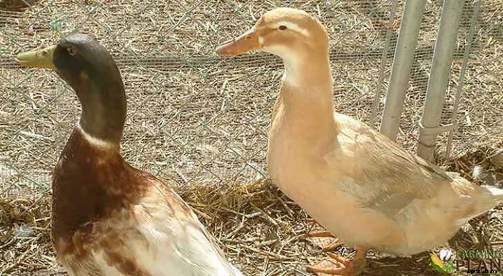 Saxony Duck: A German Breed