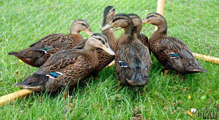 Rouen Duck: A Rare Breed