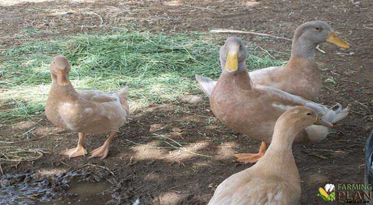 Orpington Duck: Chicken’s Cousin