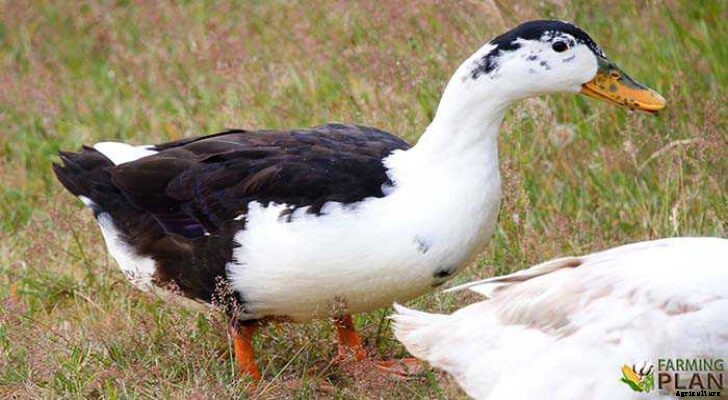 Magpie Duck: British Breed of Domestic Duck