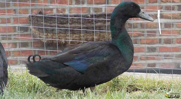 Cayuga Duck: An American Duck