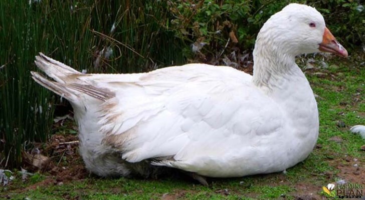 Aylesbury Duck: What you need to know