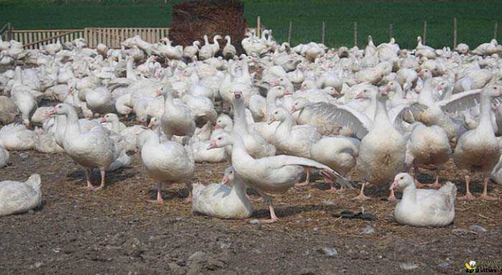 Duck Farming: How to Raise Ducks