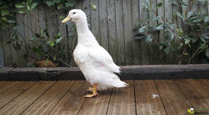 Pekin Duck: A White Duck with Chicken Like Flavors