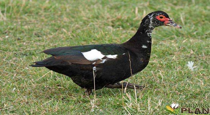 Muscovy Duck: A Conundrum for North America