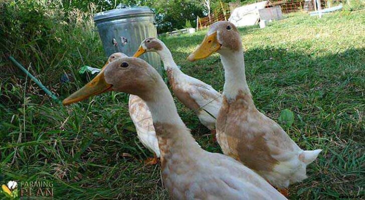 Indian Runner Duck: A Large American Duck