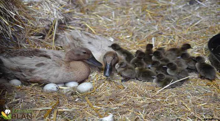 Laying Ducks: How to Care for Laying Ducks