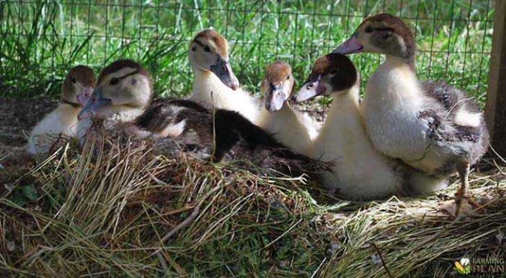 List of Duck Breeds