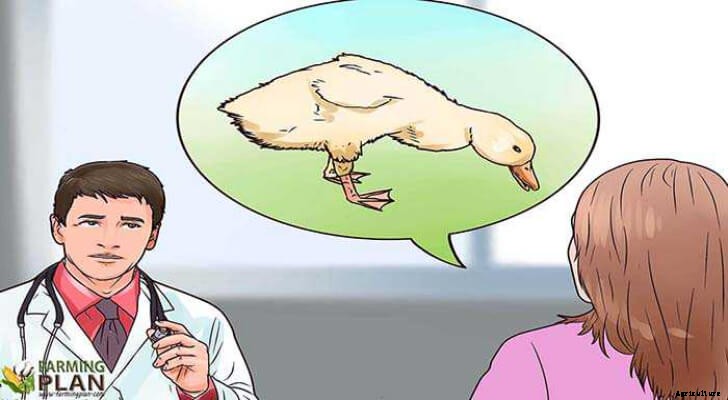 Duck Diseases: What You Need To Know