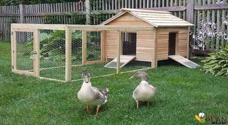 Duck House: The Best Guide of Duck Farming