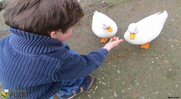 Duck Feed: Tips for Feeding Ducks