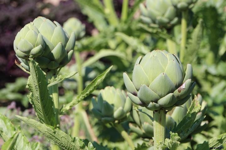 Artichokes