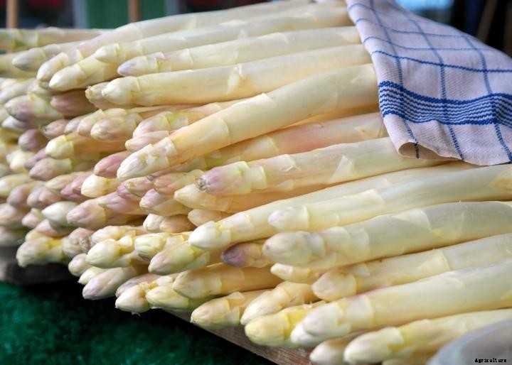 Asparagus