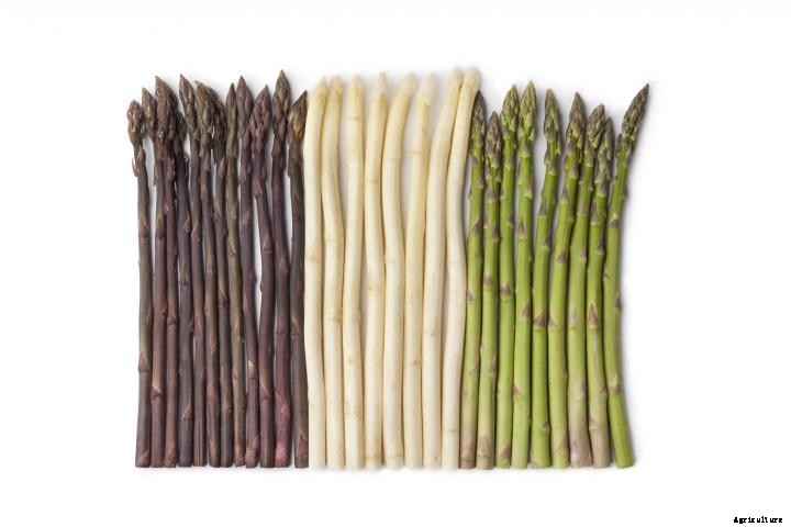 Asparagus