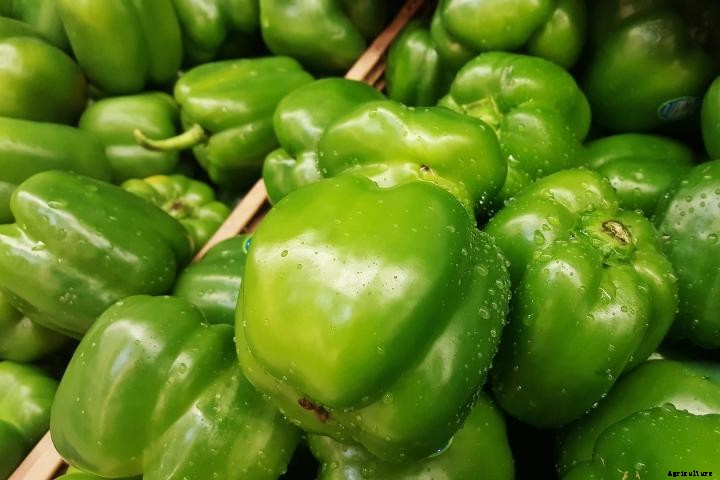 Bell Peppers