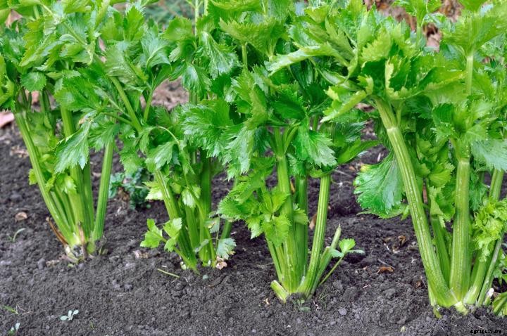 Celery