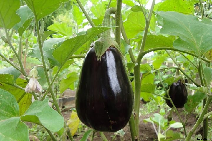 Eggplants