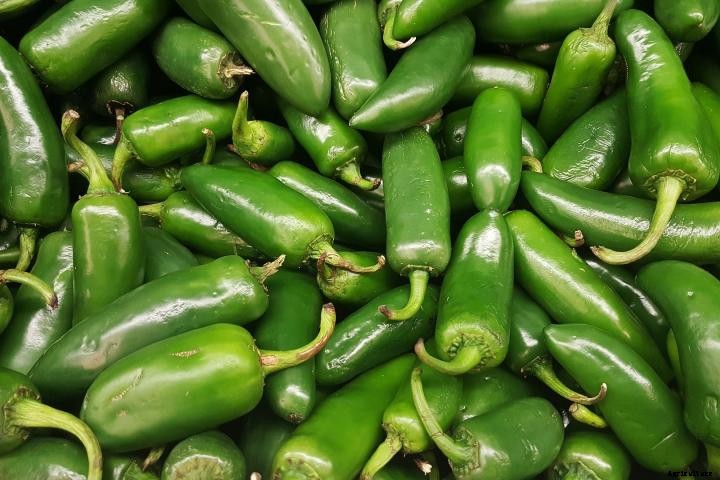 Jalapeño Peppers