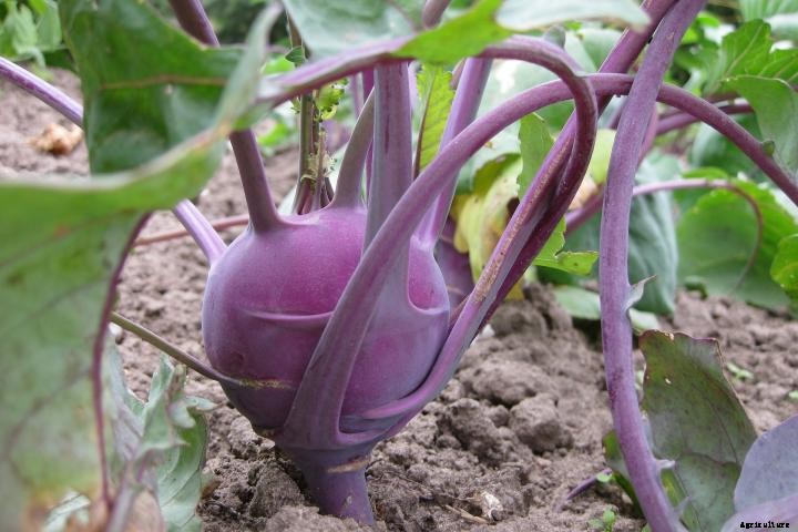 Kohlrabi