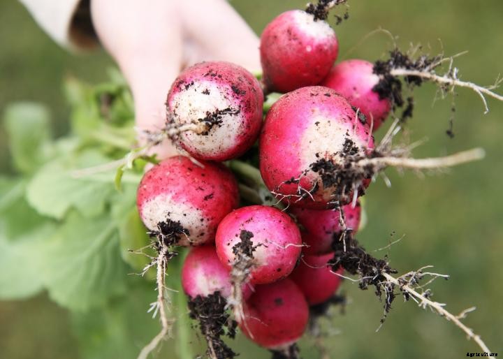 Radishes