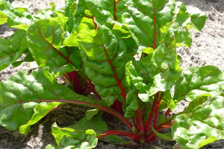 Swiss Chard