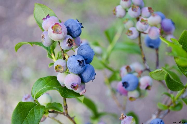 Blueberries