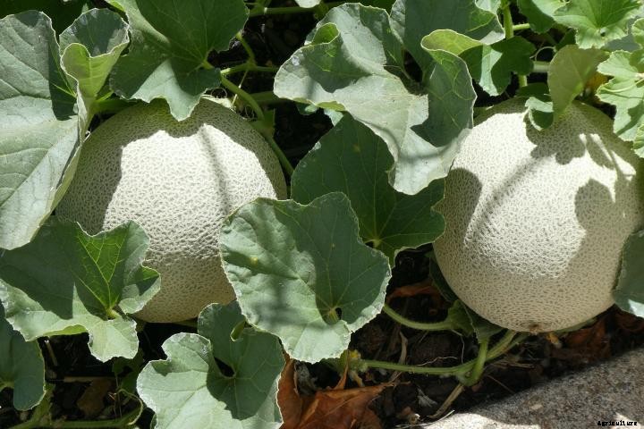Cantaloupes