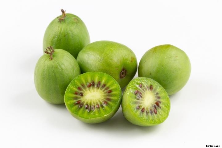 Kiwifruit