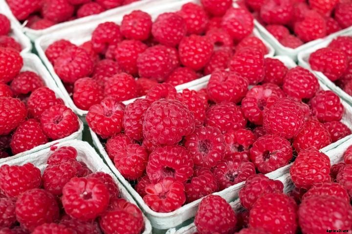Raspberries