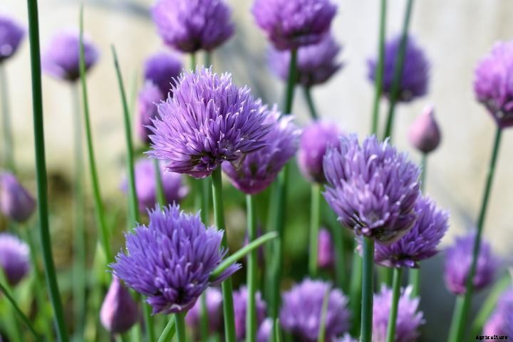 Chives