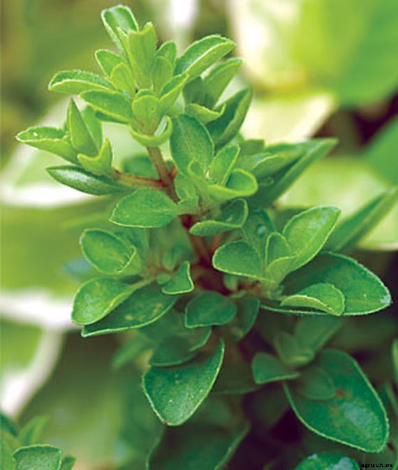 Marjoram