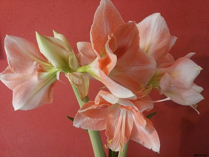 Amaryllis