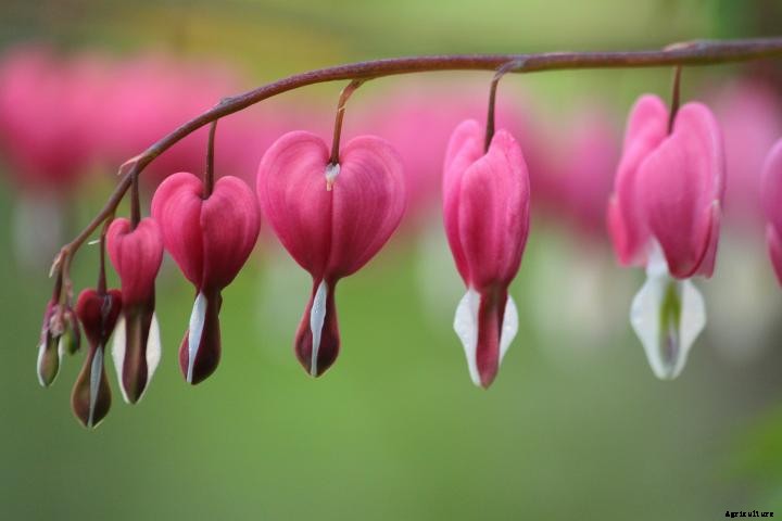Bleeding Heart