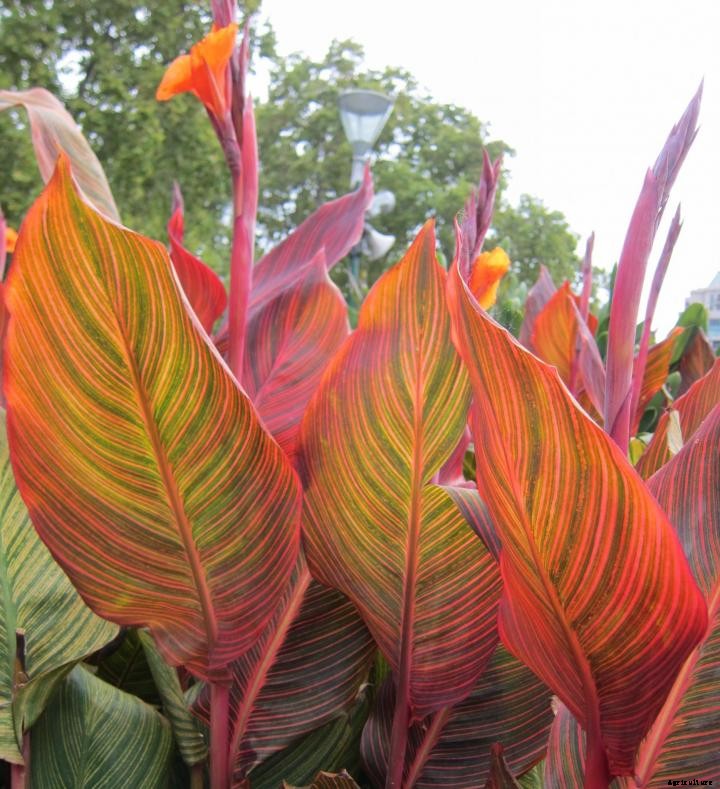 Cannas