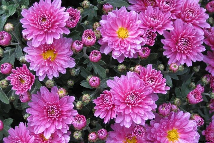 Chrysanthemums