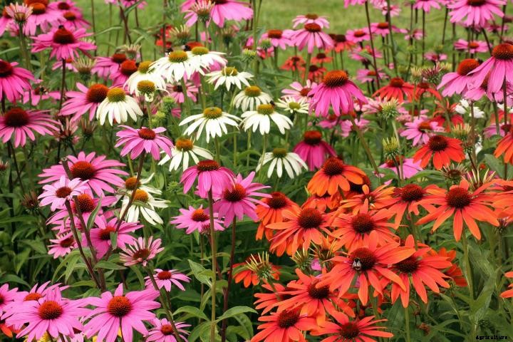 Coneflowers