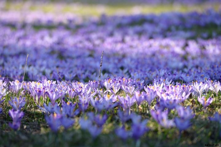 Crocuses
