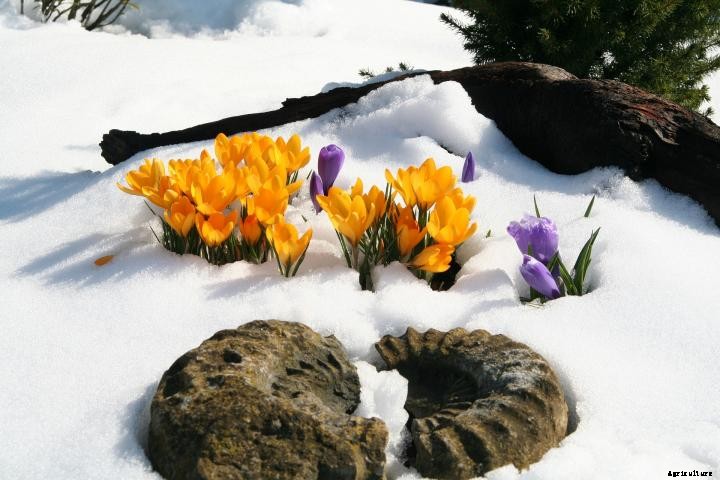 Crocuses