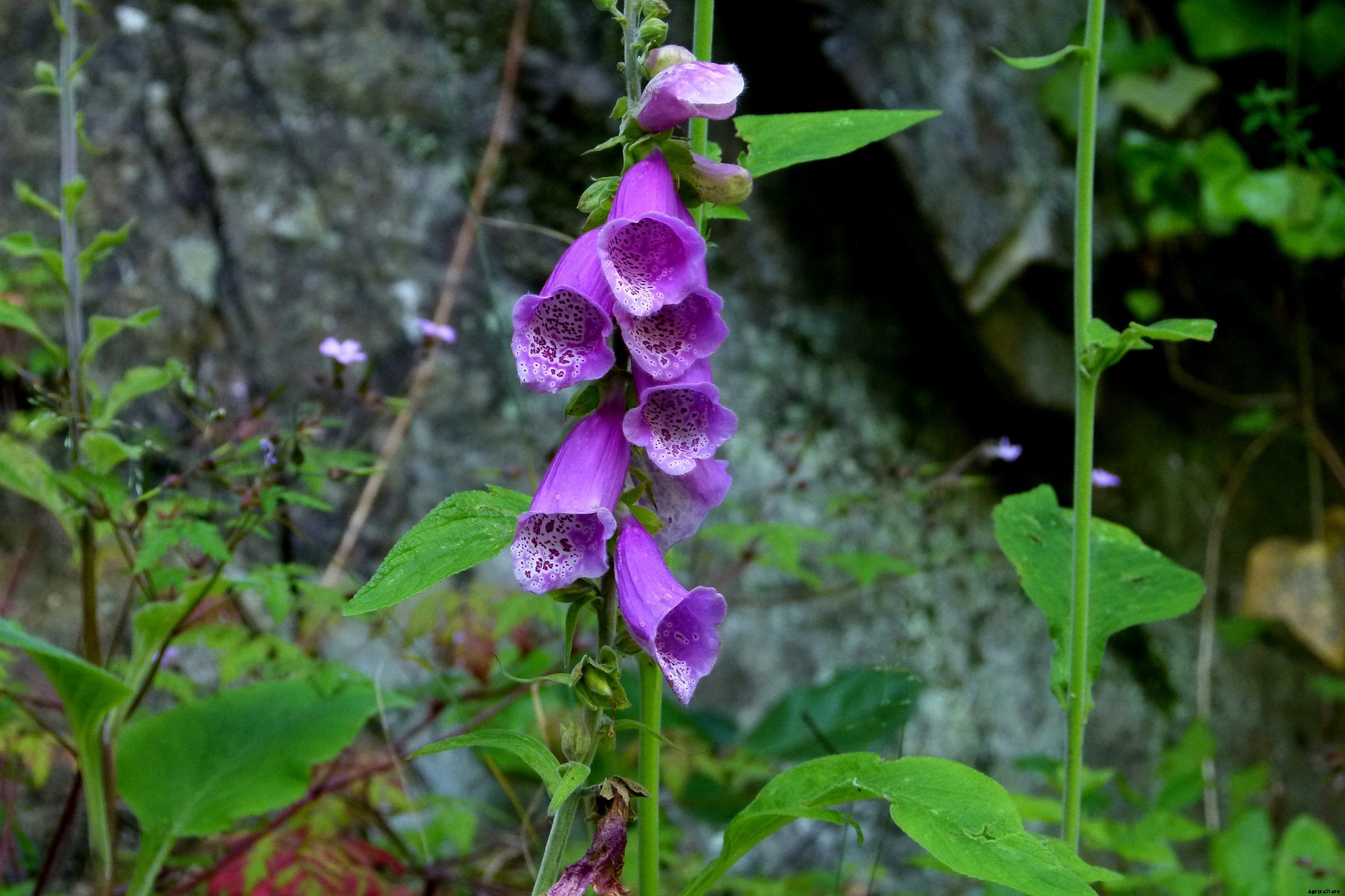 Foxglove